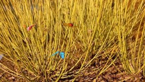 Дерен отпрысковый Флавирамея (cornus sericea) ? обзор: как сажать, саженцы дерена Флавирамея