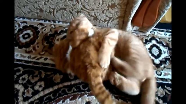 Шотландский вислоухий Рижик