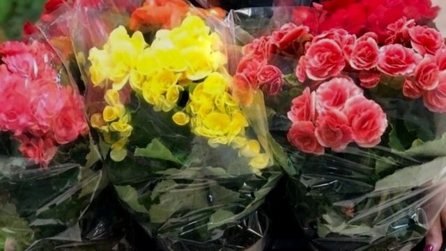 Дарить цветы в горшках. Можно или нельзя. Народные приметы. смотреть онлайн