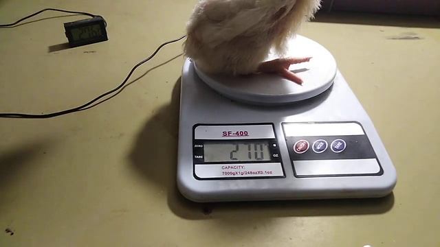 Бройлер Кобб-500. Содержание в брудере. Вес цыплят 10-й день. смотреть онлайн