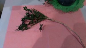 Лучший способ заготовки петрушки на зиму.