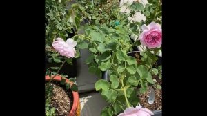 Charles Rennie Mackintosh Rose