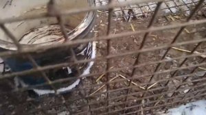Нутрии. Содержание нутрий зимой в клетке. Чем я кормлю нутрий.