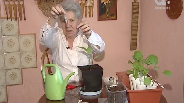 Как вырастить рассаду баклажанов. Голова садовая