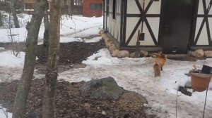 Алиса радуется весне