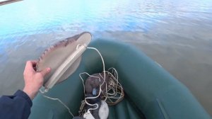 Утка осенью в цене! Охота на уток с лабрадором Тоби!