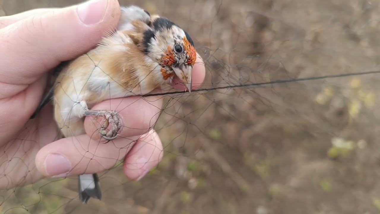 Ловля щеглов 21.10.2023. смотреть онлайн