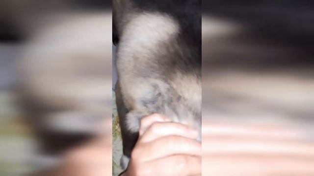 Акита Американская 2 месяца. Первый день вдали от питомника. смотреть онлайн