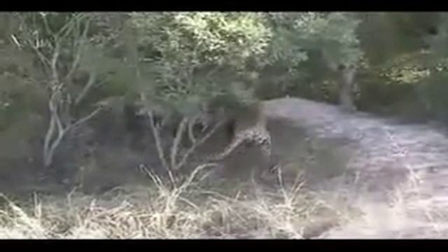 Опасные животные. Дикие животные. Леопард против леопарда смотреть онлайн