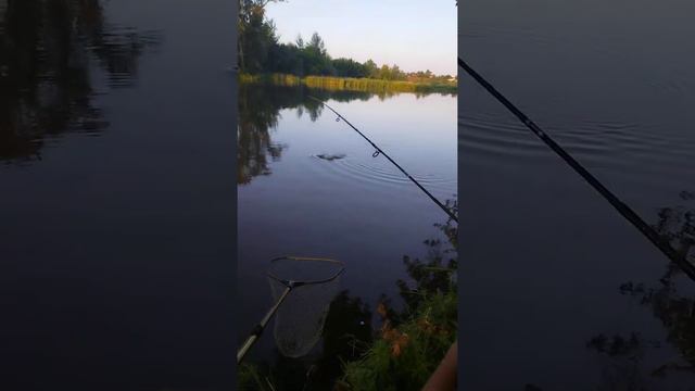 Рыбалка на Сазана Летом 2023 смотреть онлайн