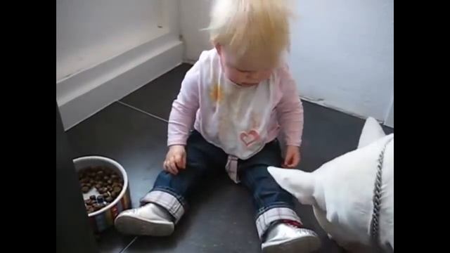 Бультерьеры и дети. Непонимание и отвага. Bullterrier & Kids.