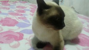 Ну очень злой!Сиамский кот!