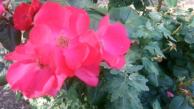 Цветочки вам дарю и летнее хорошее настроение смотреть онлайн