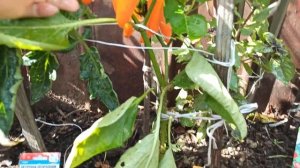 Можно ли на одной грядке вырастить томаты, огурцы, перцы и баклажаны?