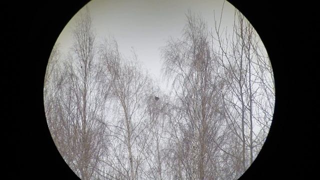 Тетерев косач добыт с подхода