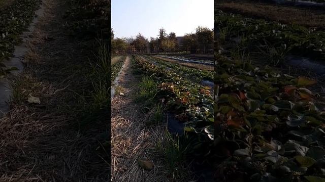почему ремонтантная клубника не цветет