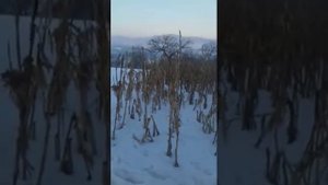 Ловушка для лисиц
