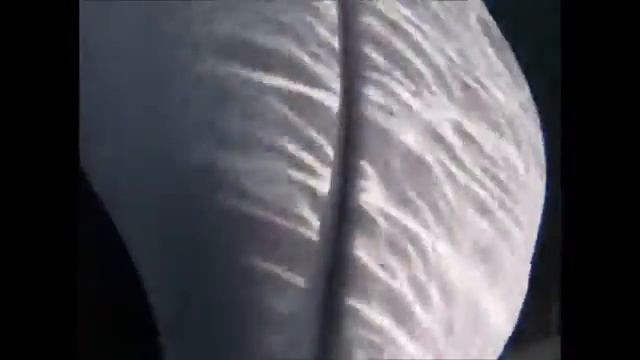 Кит-Белуха смотреть онлайн