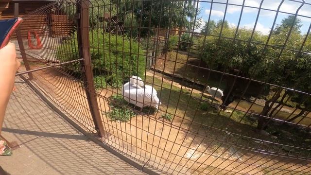 БЛОГ. Ижевский ЗООПАРК. И немного Ижевские Термы. смотреть онлайн