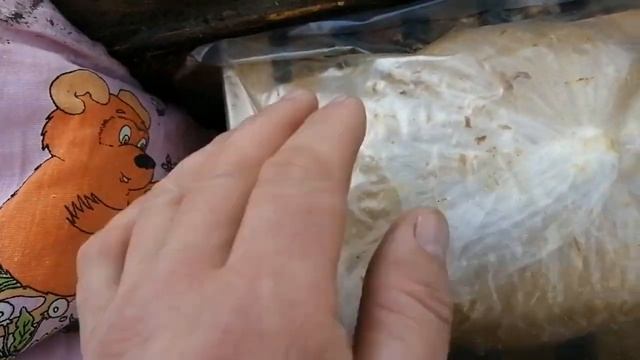 Февраль Если влага в улье после утепления гнезда смотреть онлайн