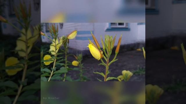 Он цветёт только ночью. Энотера. Ночная свеча. Evening-primrose смотреть онлайн