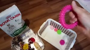 Что нужно купить для щенка?  Йоркширский терьер. Покупки в зоомагазине