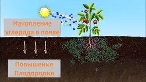 Секвестрация Углерода и пищевая почвенная сеть
