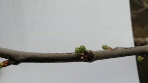Как выглядят плодовые почки сливы.