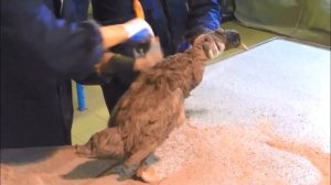 Очистка оперения птицы пострадавшей от разлива нефти