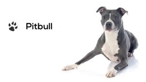 Dogs Barking Sounds To Make Your Dog REACT 34+ Breeds Including Yours