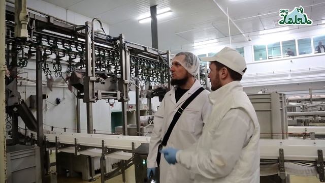 Как производят курицу халяль: убой птицы по стандарту халяль на примере бренда ЭКО Халяль, Мордовия