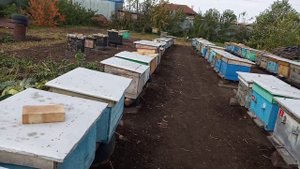 Вторая обработка от клеща Варроа , муравьиной кислотой . ( спрей )