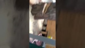 Валка дерева с применением клиньев