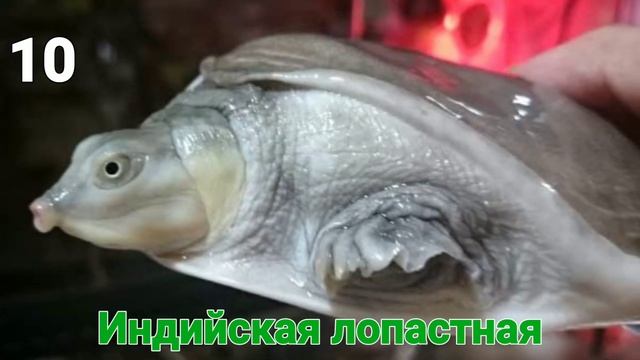 ТОП-19 ПОРОД ЧЕРЕПАХ