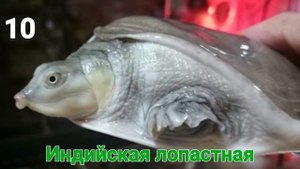 ТОП-19 ПОРОД ЧЕРЕПАХ