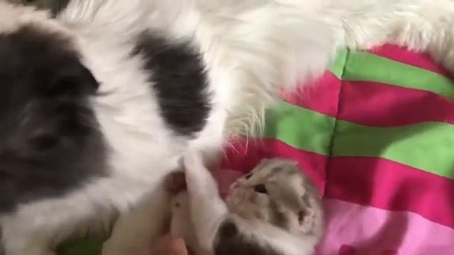 КОТЯТА ВЫРОСЛИ! Шотландские котята от 0 до 2 месяцев?Kittens’ growth from 0 till 2 months old???
