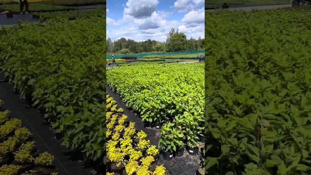 Готовая продукция с3 лиственные кустарники на фабрике растений Никитенко. Гортензии, лапчатки и др. смотреть онлайн