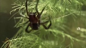 Неизведанная Европа. Реки, Озёра и Океаны. Водяной паук