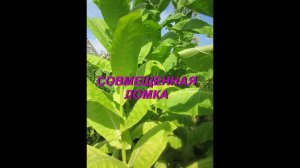 СОВМЕЩЕННАЯ ЛОМКА ТАБАЧНОГО ЛИСТА . № 86. ТАБАК.