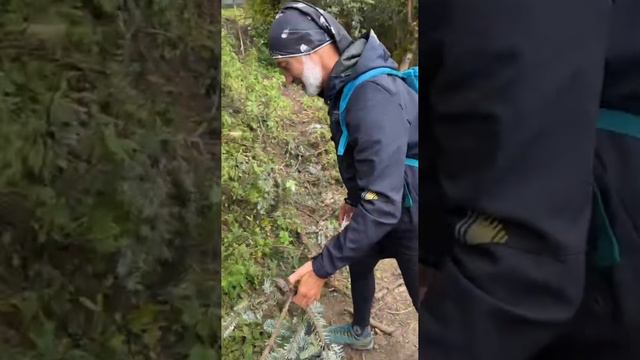 Гималайские кедры - энергоприемники✨ смотреть онлайн