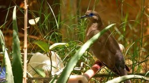 Утреннее Пение Птиц / Morning Birdsong