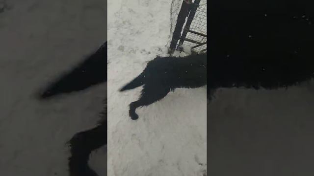 Ризеншнауцер Моня. смотреть онлайн