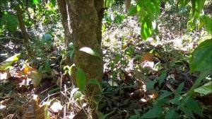 Robusta coffee (Coffea canephora)