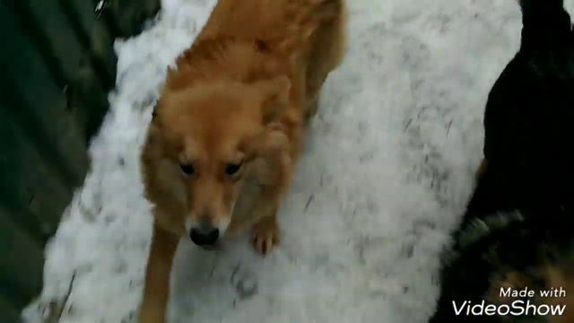 Санни Б112, дек.18, Кожуховский приют смотреть онлайн