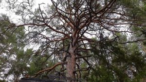 прогулка в лес, памятник Харитонову Михайлу