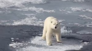 Белый медведь – крупный хищник севера. Описание и фото белого медведя