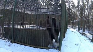 Волк дал мне лапу в конце видео. Беловежская пуща.