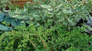 Миксбордер спустя год после посадки: как всё изменилось!