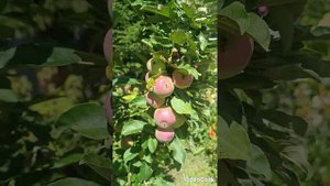 Лето в оазисе