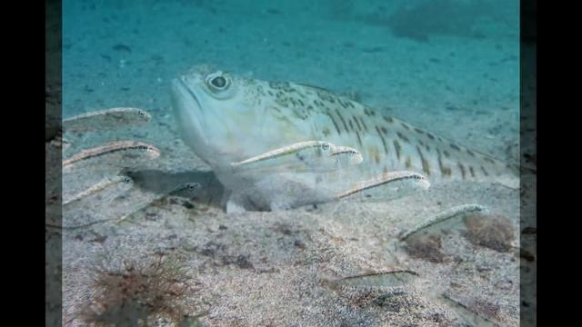 Black_sea_mullus_barbatus_ponticus смотреть онлайн